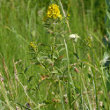 Habitusfoto Lysimachia vulgaris